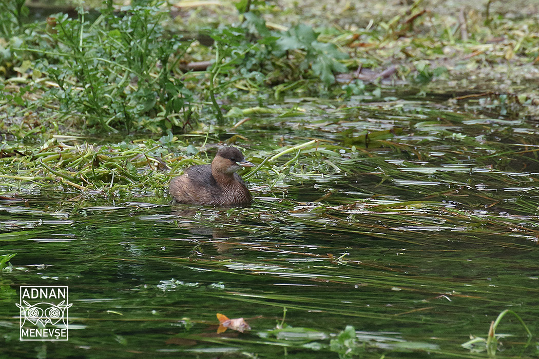 Little Grebe